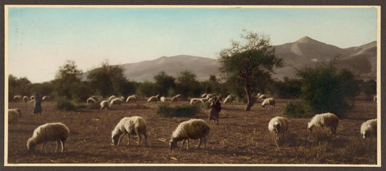 Овцы пасутся в долине реки Иордан